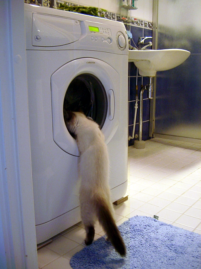 Cat washing machine_opt