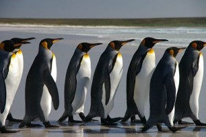 Line of penguins