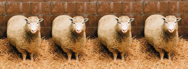cloned sheep