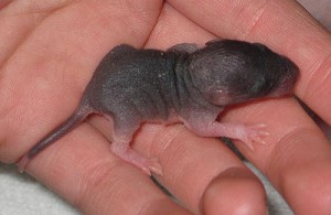 Baby rat in hand