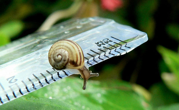 Snail on a ruller