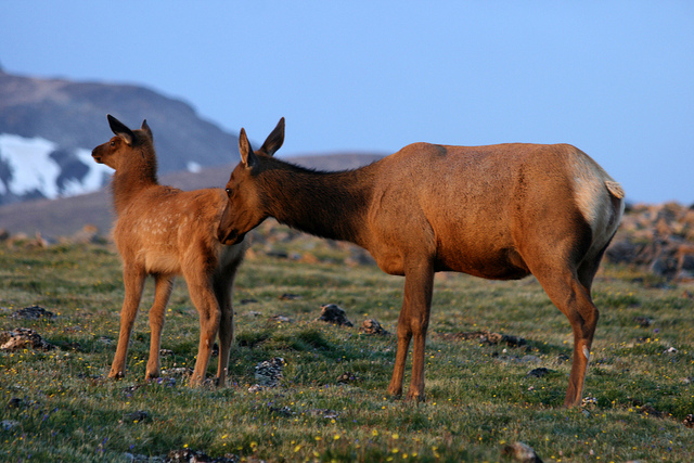 Mother deer nudges young deer by pushing her nose it its backside