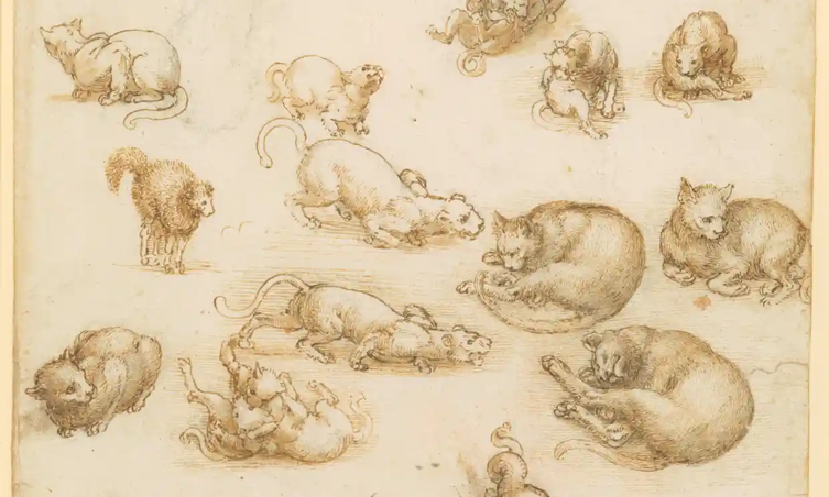 A study of animals