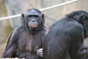 Bonobos