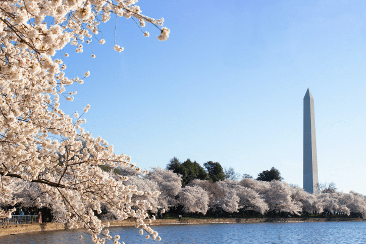 Cherry blossoms crowd the foreground with the Washington monument in background