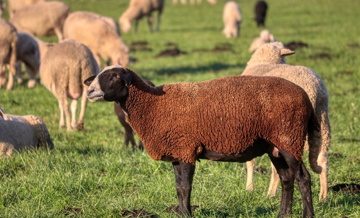 one dark sheep stands in a field surrounded by lighter color sheep