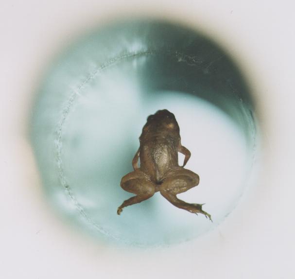 Levitating frog