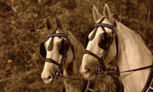 Sepia toned picture of two dray horses with blinkers