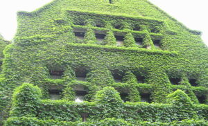University of Chicago building covered in thick growth of ivy