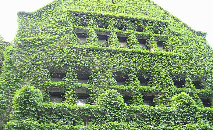 University of Chicago building covered in thick growth of ivy