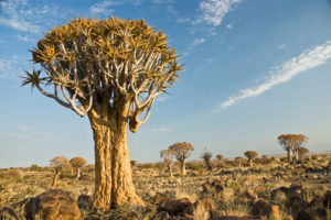 sacfed tree