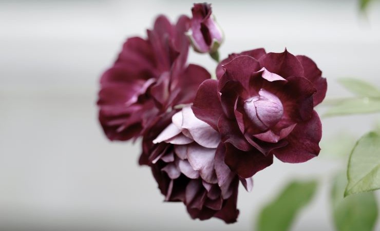 Close-up photo of drooping, purple-red roses.