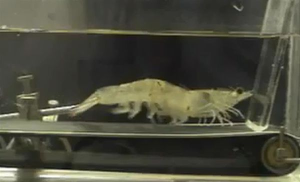 Shrimp on a treadmill