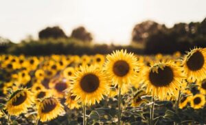 Photo: field of sunflowers.