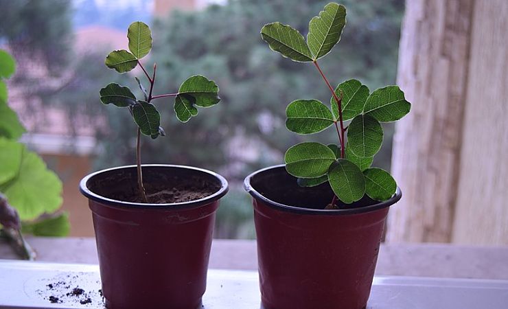 Two plants growing at different rates