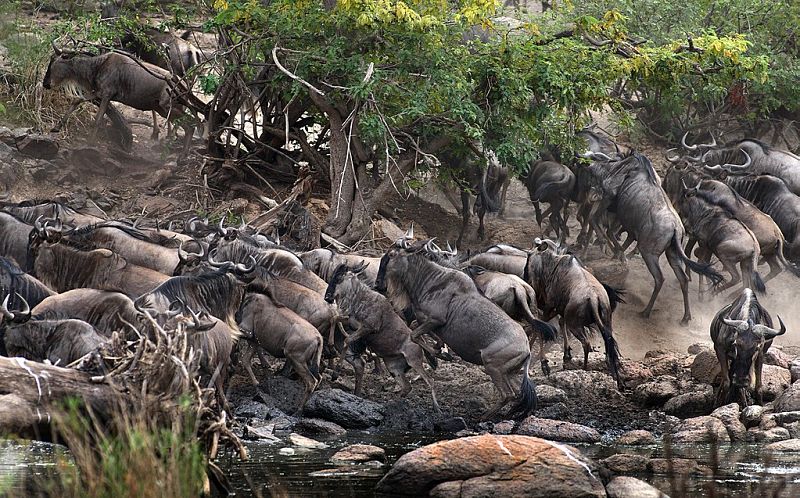 Wildebeest migration