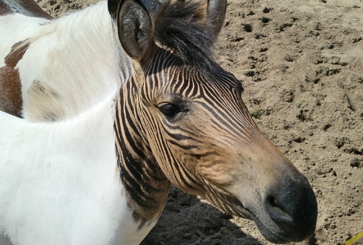 a zorse hybrid - half zebra and half horse - with a striped head and a white body