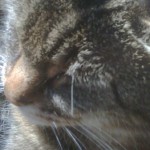 Profile picture of janwilliams