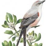 Profile picture of susan