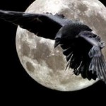 Profile picture of nanakin