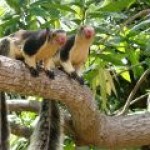 Profile picture of adesilva