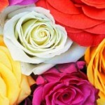 Profile picture of zsemnani