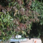 Profile picture of melubo