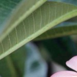 Profile picture of hana55