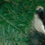 Profile picture of czetkin