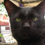 Profile picture of bareri