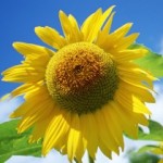 Profile picture of cxz123