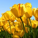 Profile picture of yanty