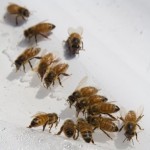 Profile picture of abelisto