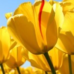 Profile picture of aaluwi