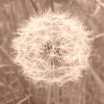 Profile picture of velouria