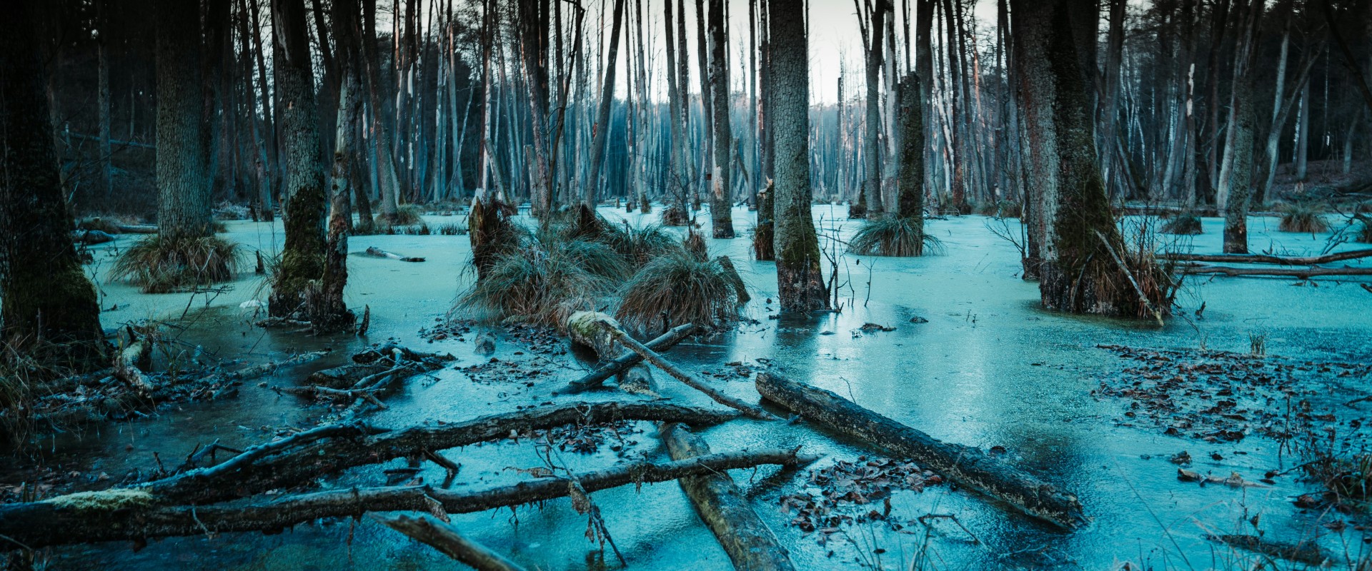 Tangle of bare trees and swampy ground in weird blue light