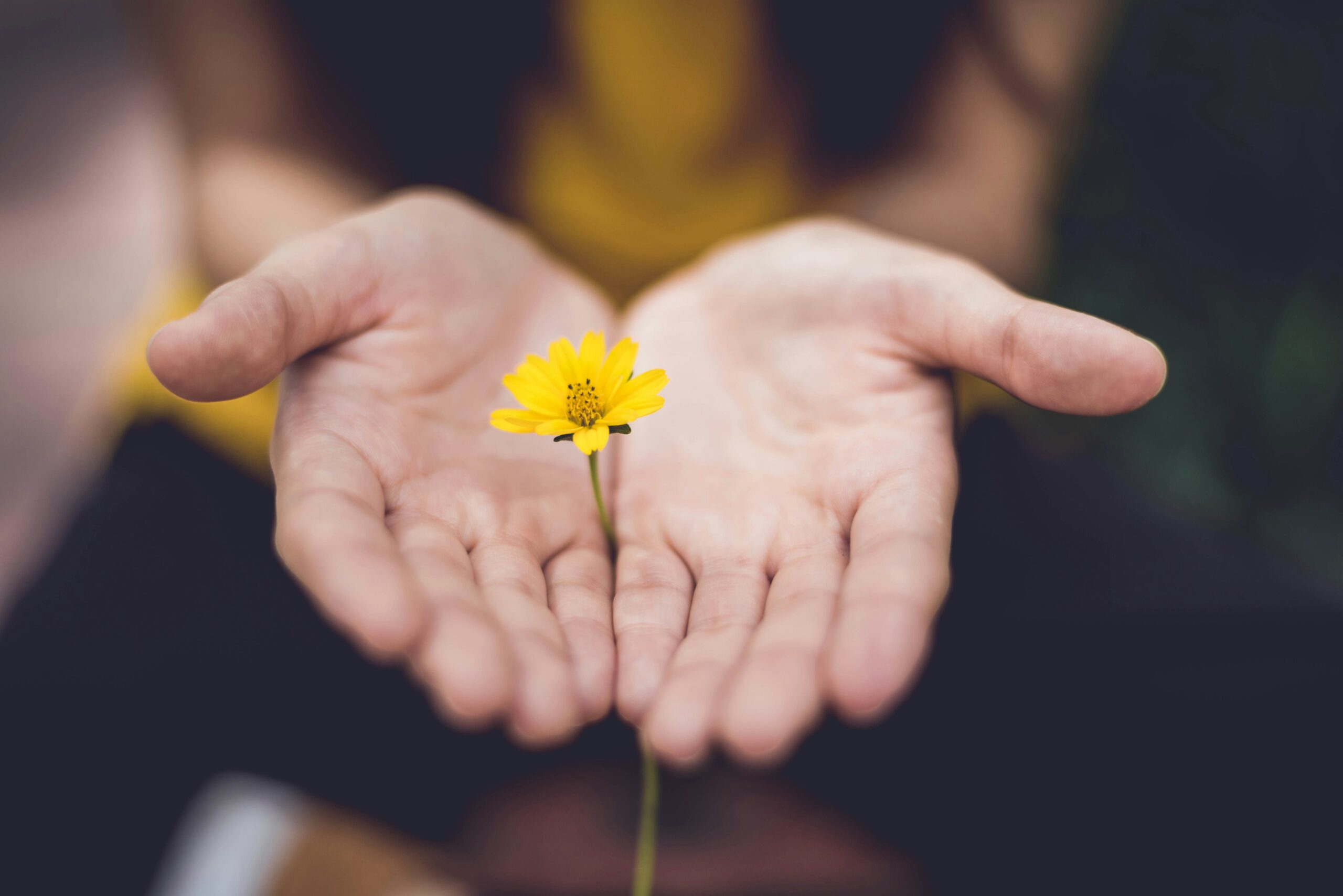 Small flower seen sprouting from between outstretched palms of two hands