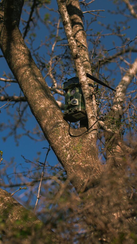 CCTV picture hidden in a tree.