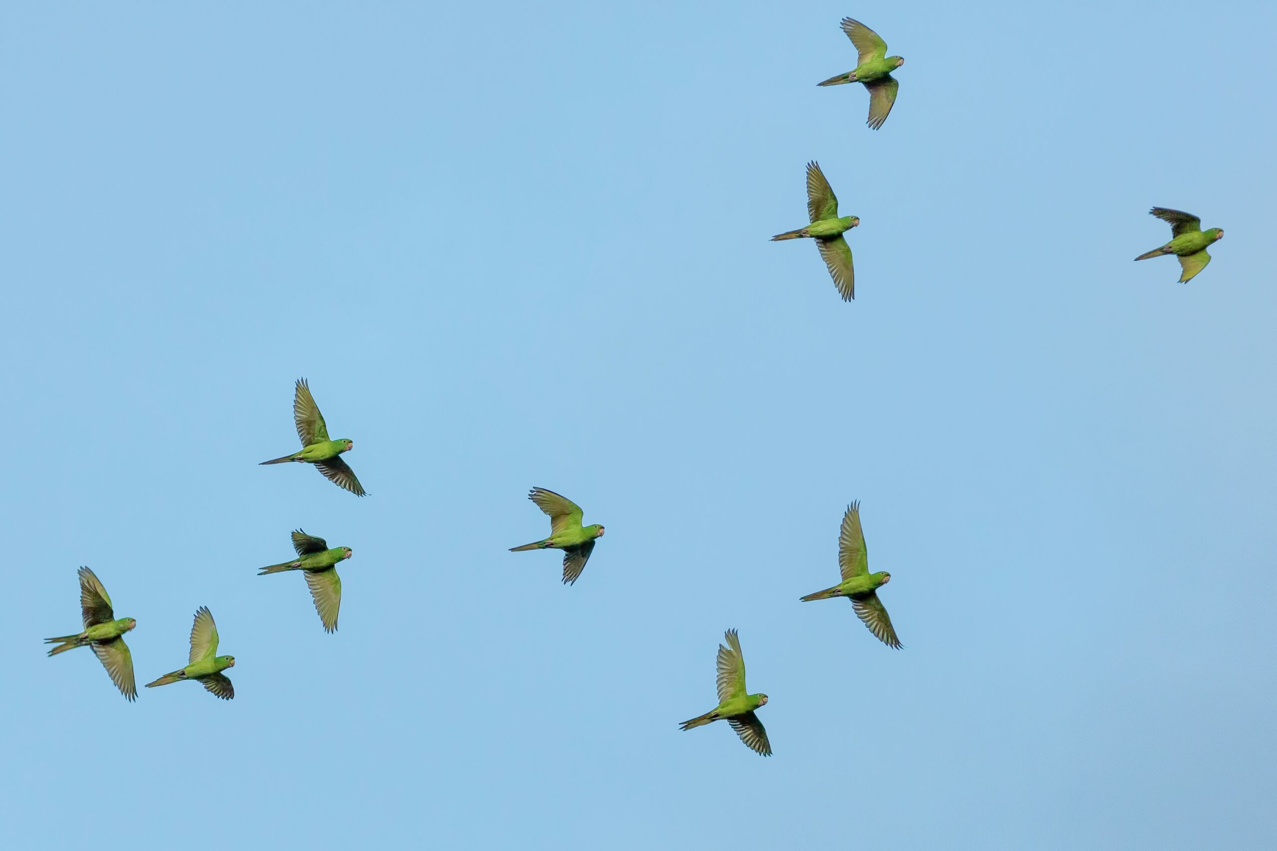 Green birds of paradise fly against a blue sky