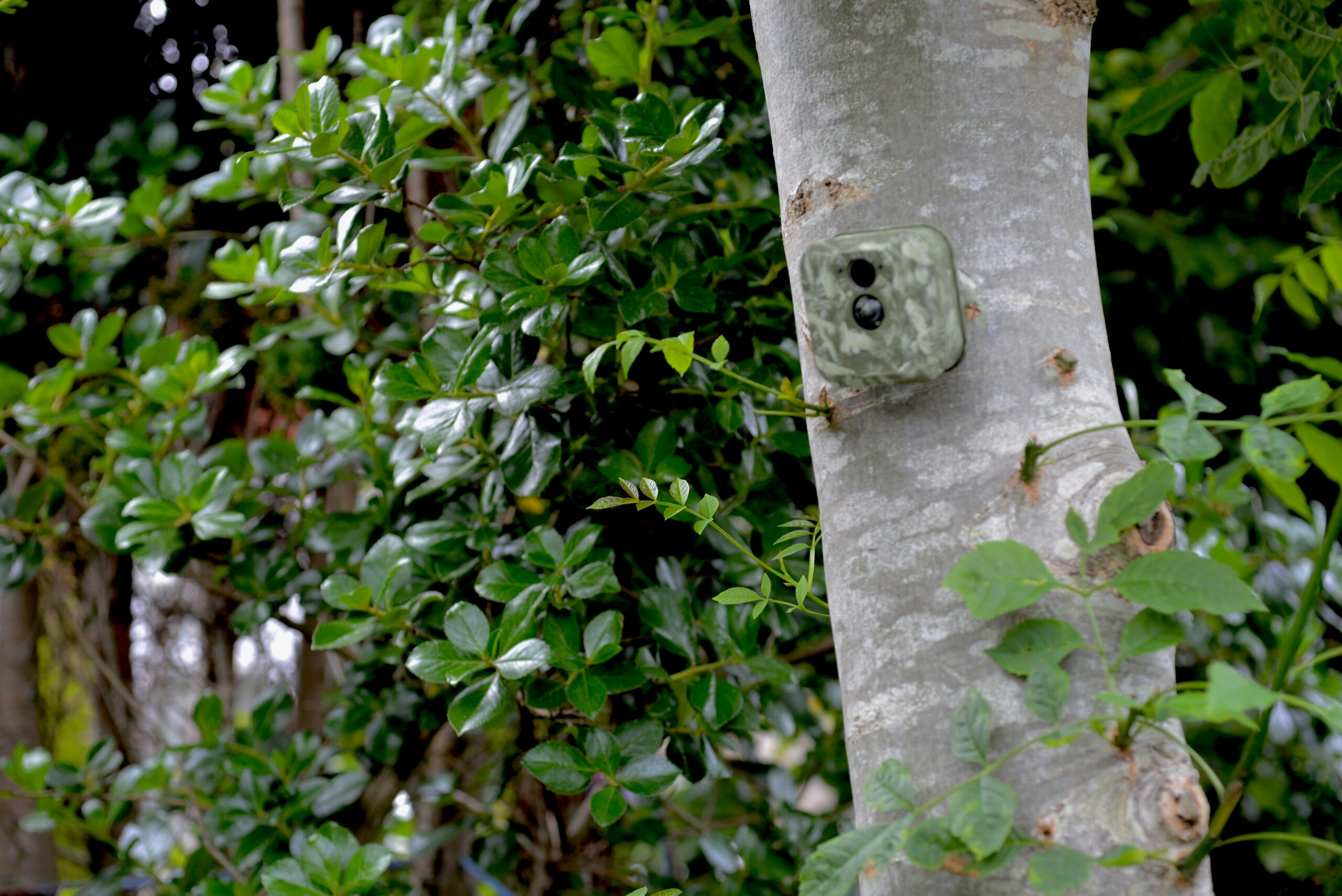 Camouflaged CCTV camera embedded and hidden in a tree.