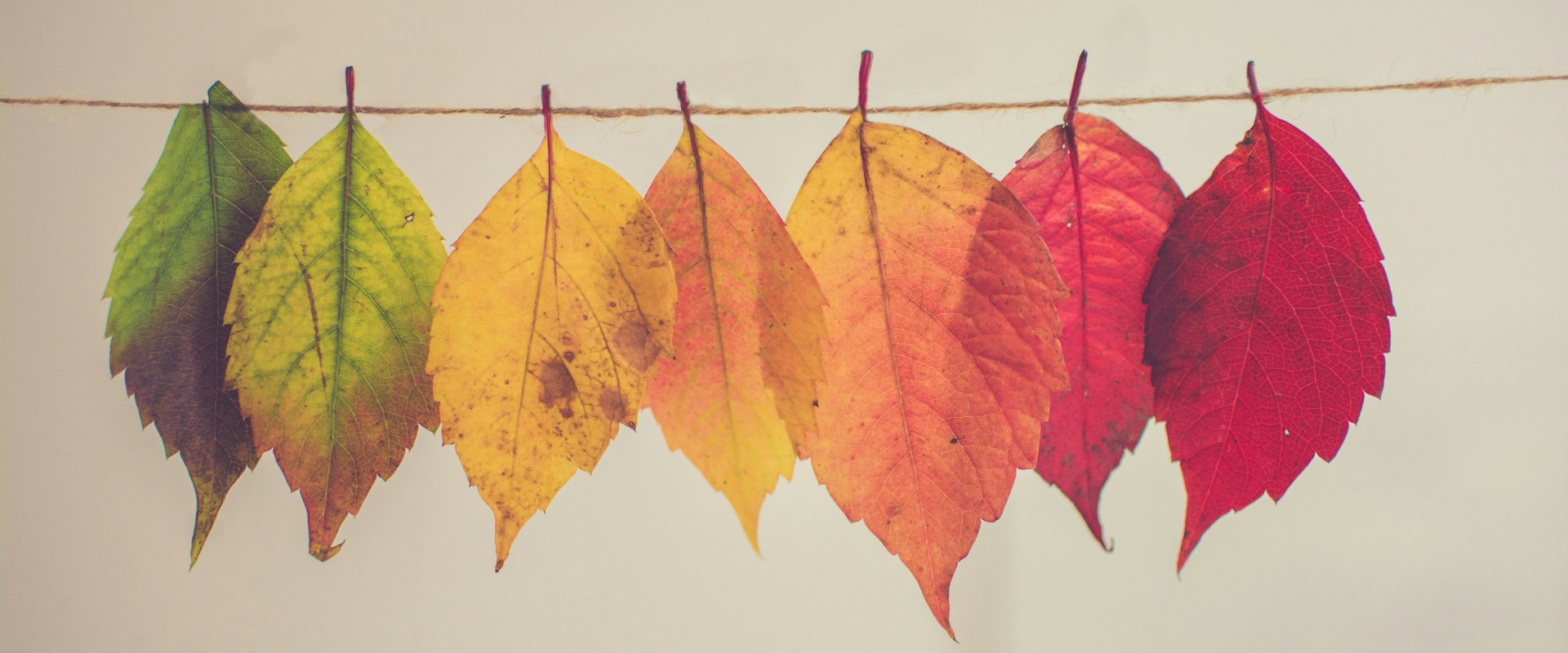 leaves-ranging-from-fresh-green-to-fall-red-tied-to-string