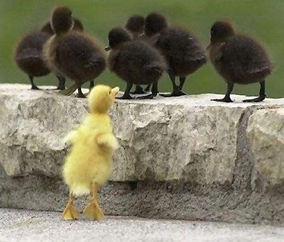 Duckling feeling left out