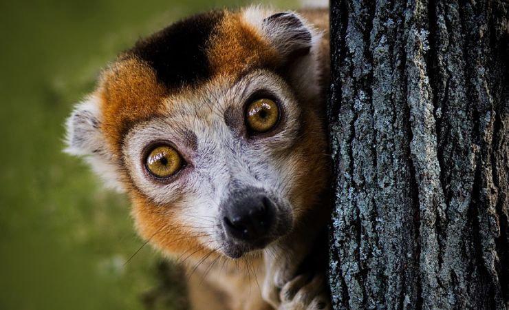 Lemur showing surprised reaction