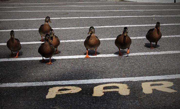 line of ducks