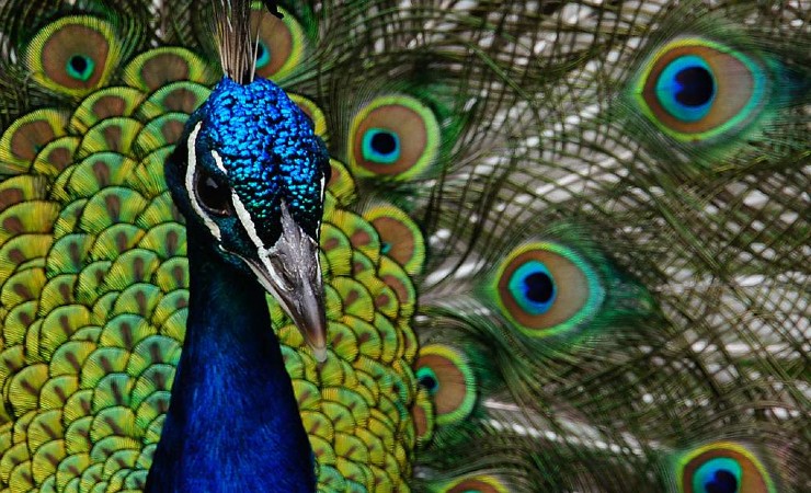Closeup of a peacock in full dispaly