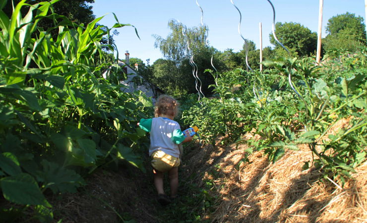 Toddler walks through permaculture field