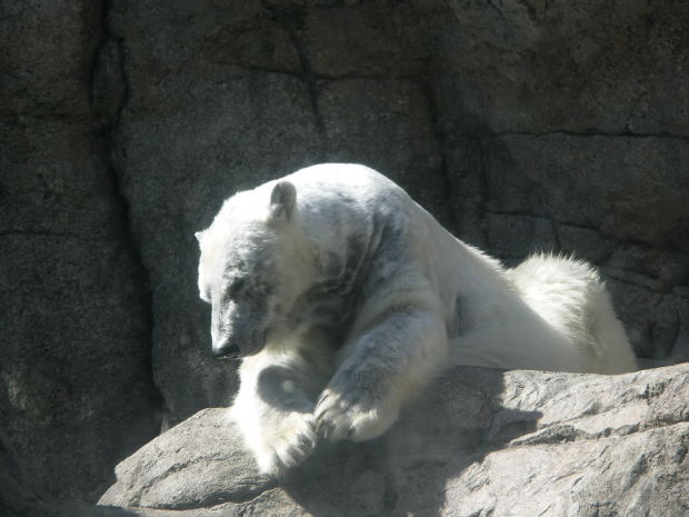 Polar Bears and the Ethics of Representation