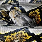 Uncovering ‘Sneaked References’ in an Article’s Metadata Uncovering ‘Sneaked References’ in an Article’s Metadata